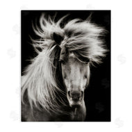 PHBurchett | Windblown Mane Horse on Black