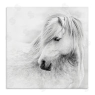 PHBurchett | Gazing White Toned Horse