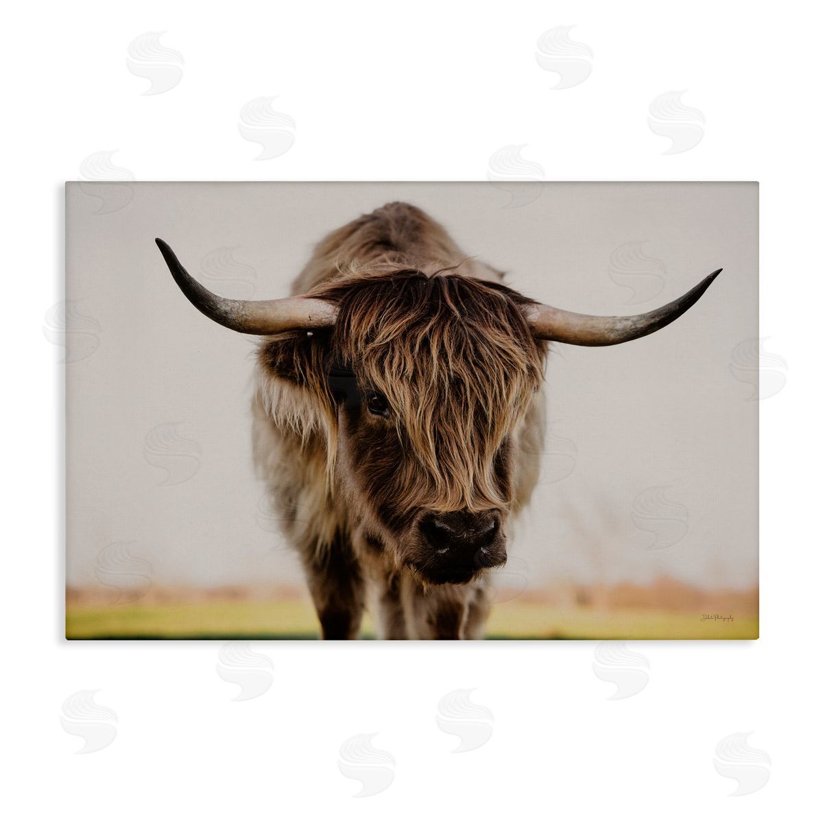 Dakota Diener | Longhorn with Piercing Gaze