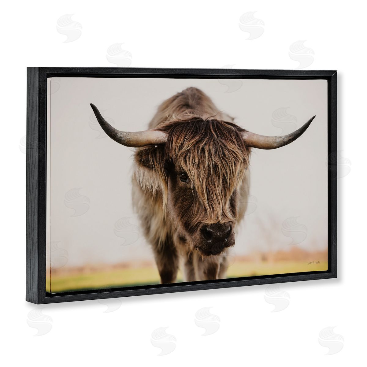 Dakota Diener | Longhorn with Piercing Gaze