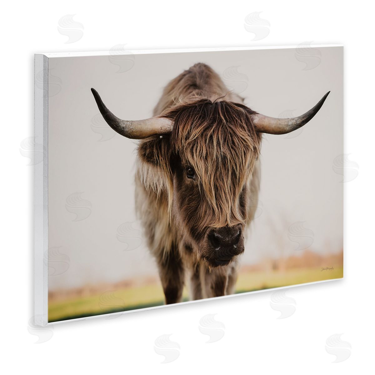 Dakota Diener | Longhorn with Piercing Gaze