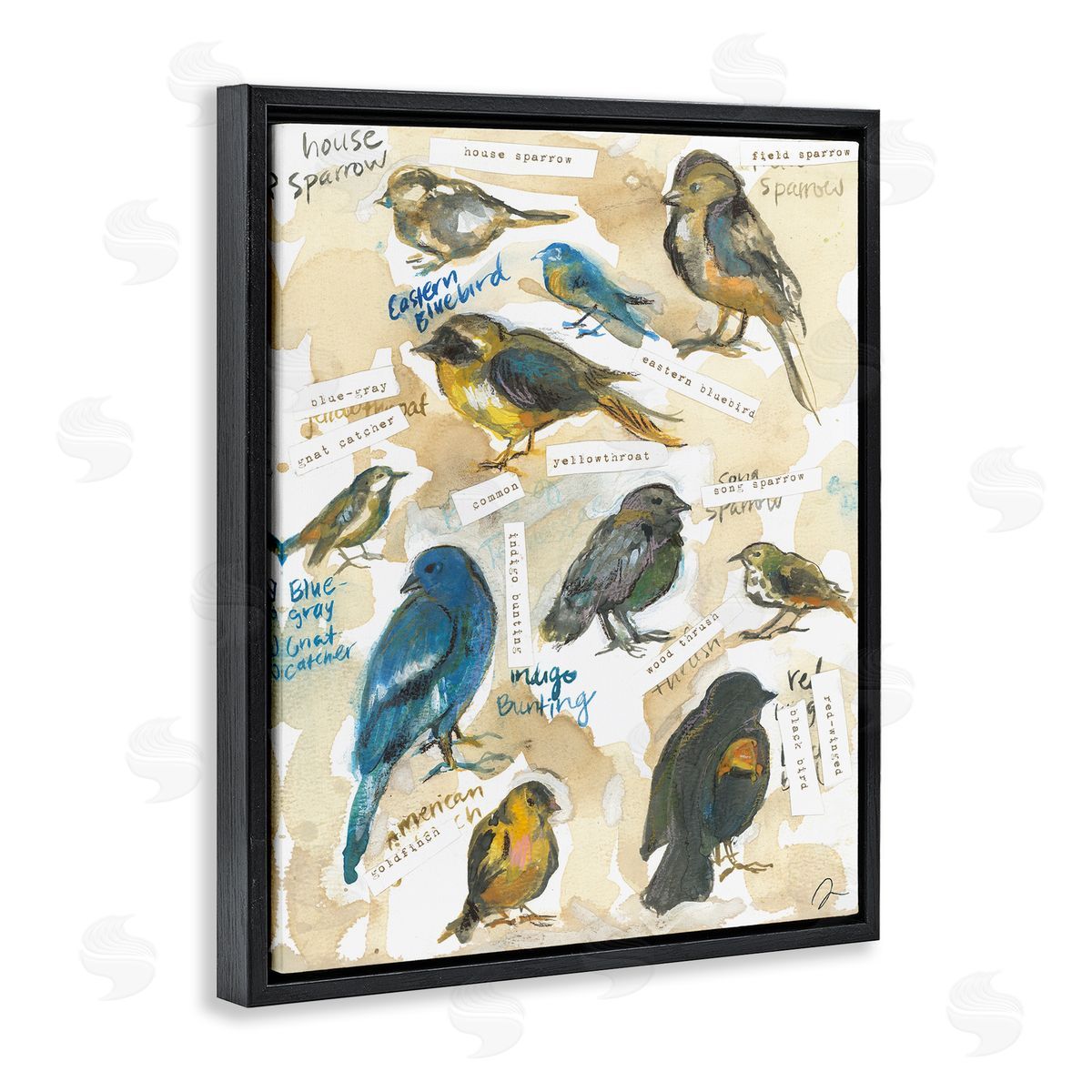 Jessica Mingo | Backyard Birds Identities