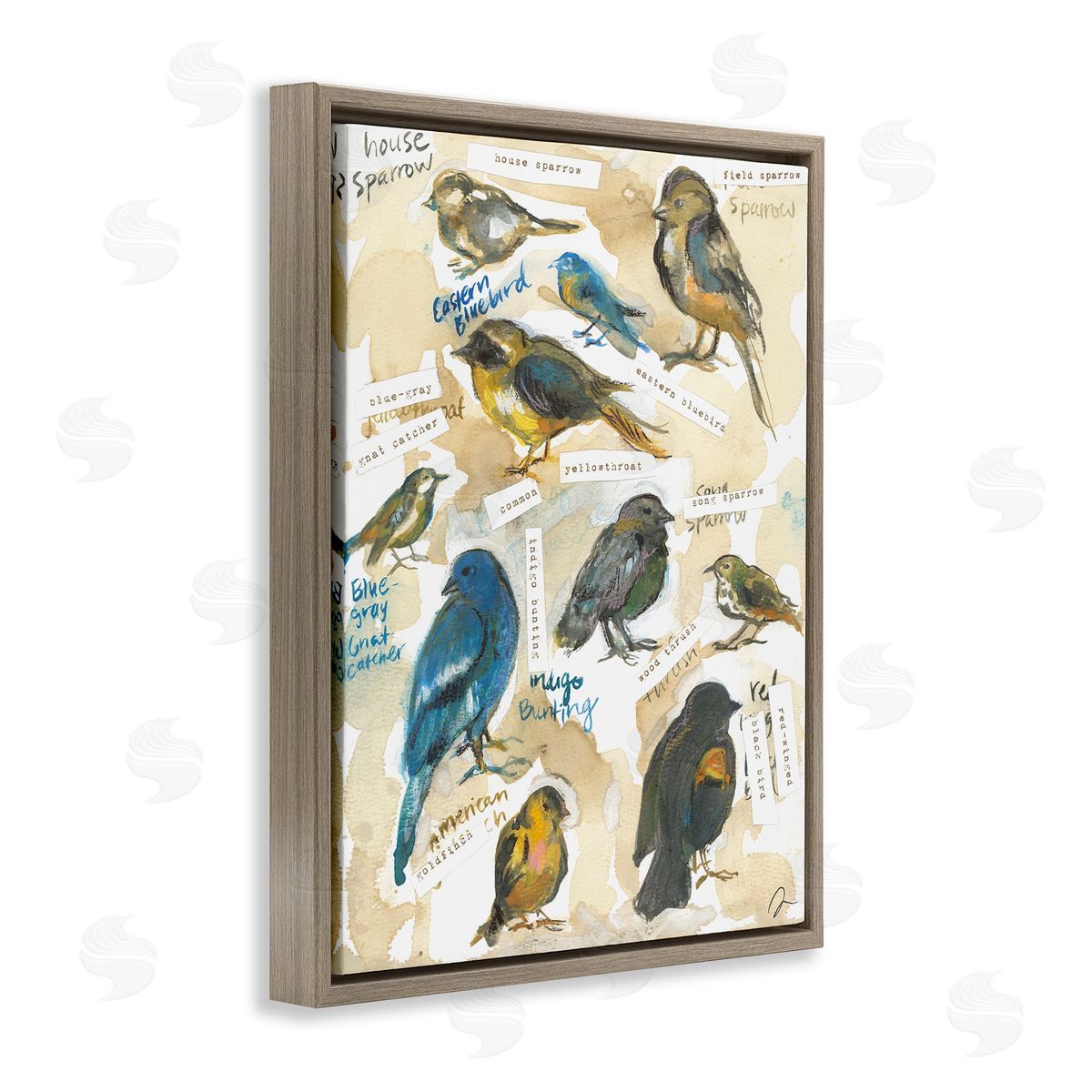 Jessica Mingo | Backyard Birds Identities