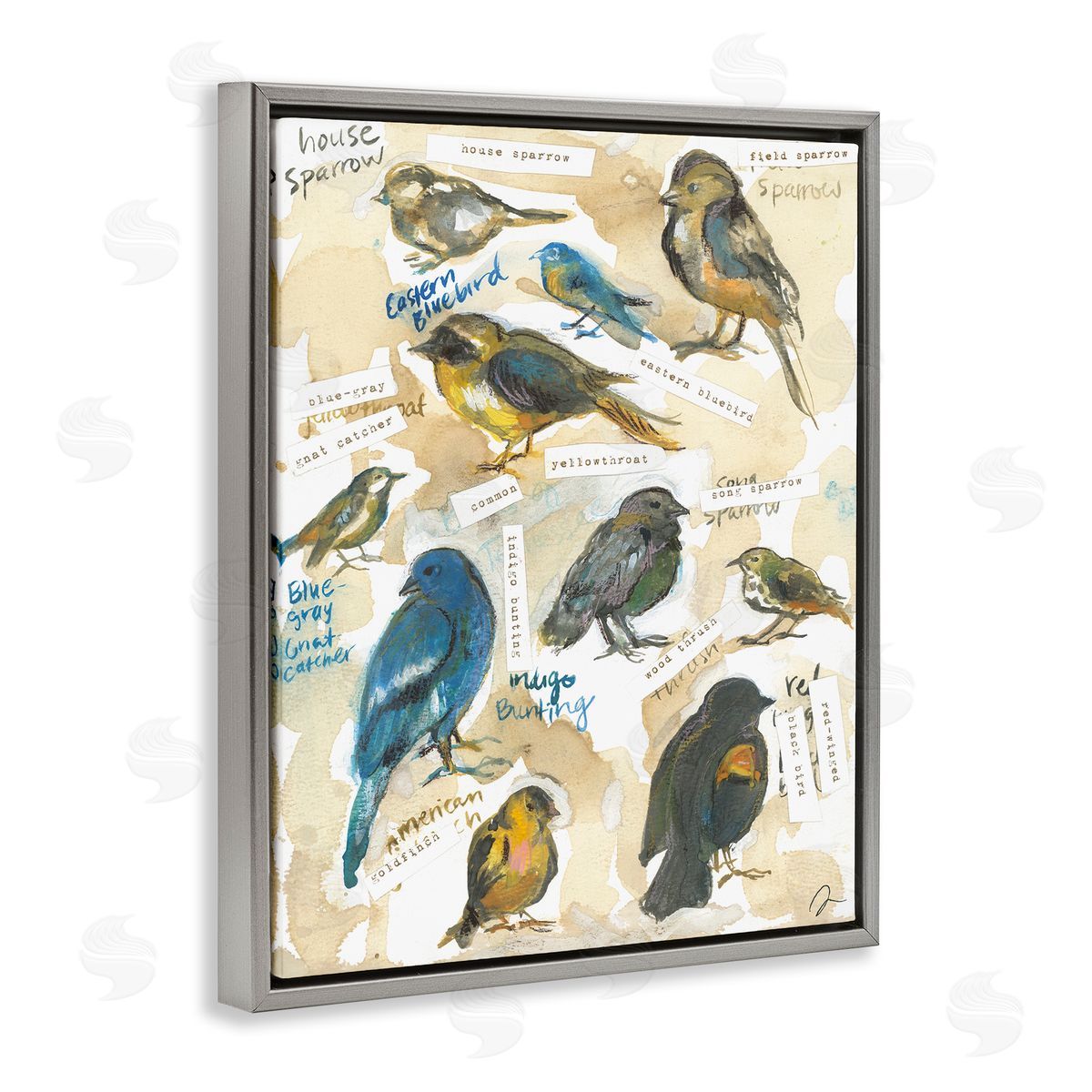 Jessica Mingo | Backyard Birds Identities