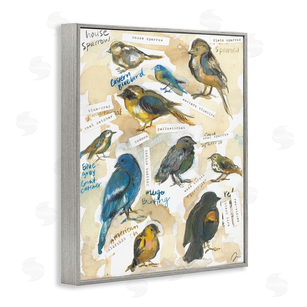 Jessica Mingo | Backyard Birds Identities