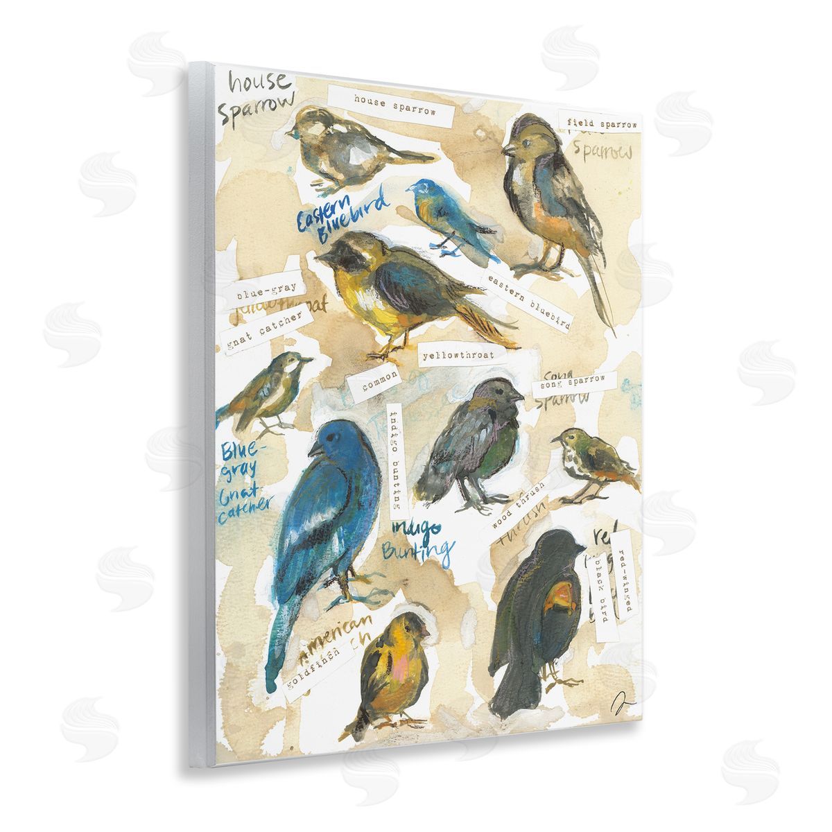 Jessica Mingo | Backyard Birds Identities