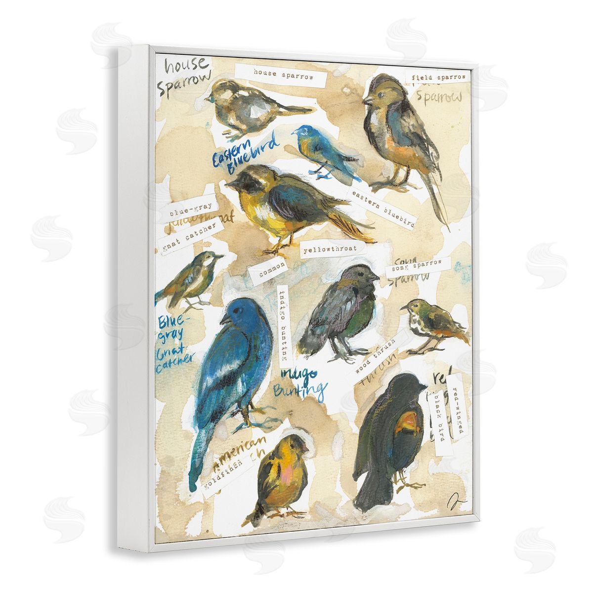 Jessica Mingo | Backyard Birds Identities