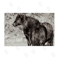 Deborah Revell | Dartmoor Ponies Duo
