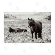 Deborah Revell | Dartmoor Ponies Lounging