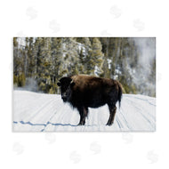 PIDDIX | Bison on Snowy Track