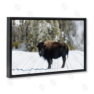 PIDDIX | Bison on Snowy Track