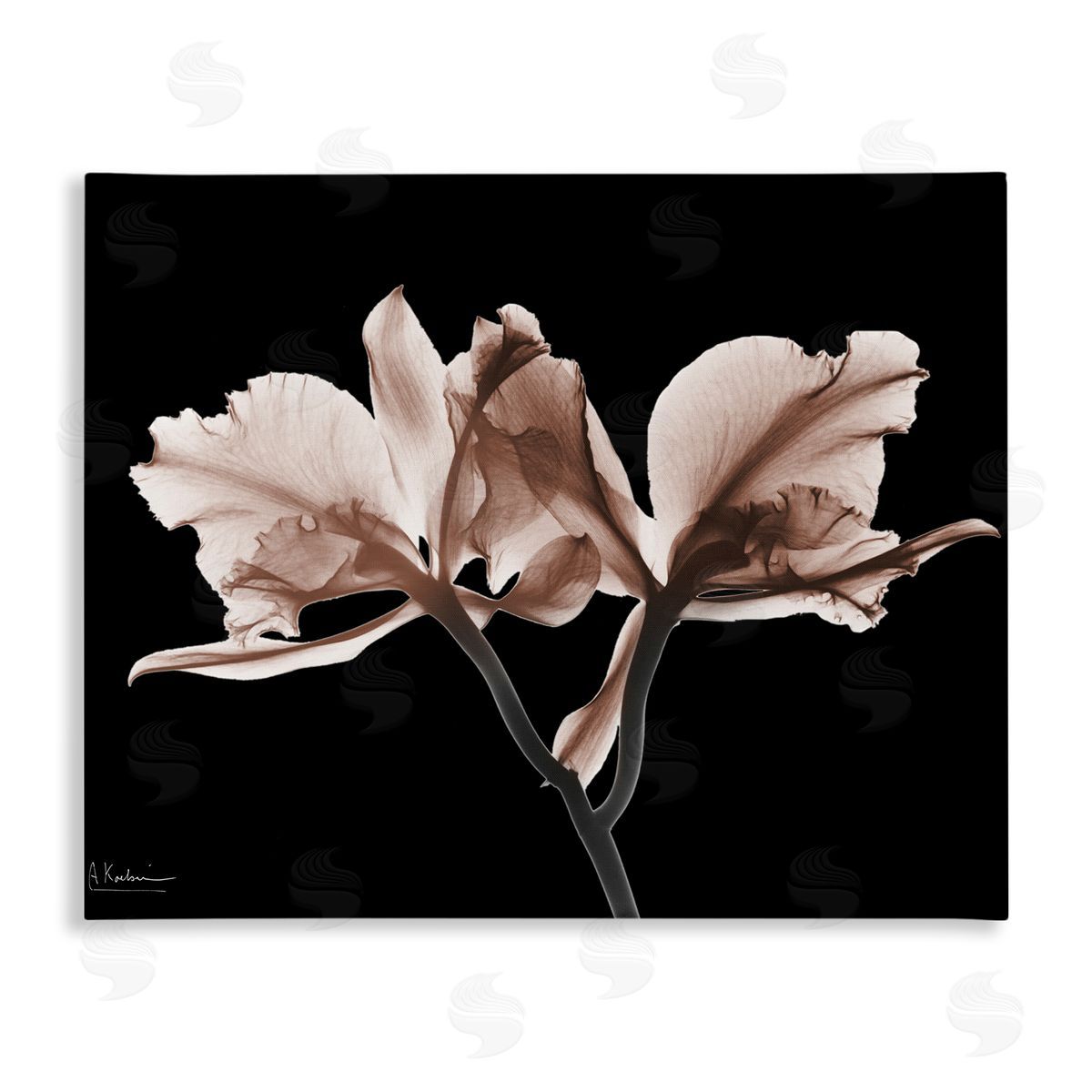 Albert Koetsier | Mocha Orchids on Black