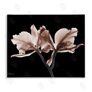 Albert Koetsier | Mocha Orchids on Black