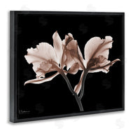 Albert Koetsier | Mocha Orchids on Black