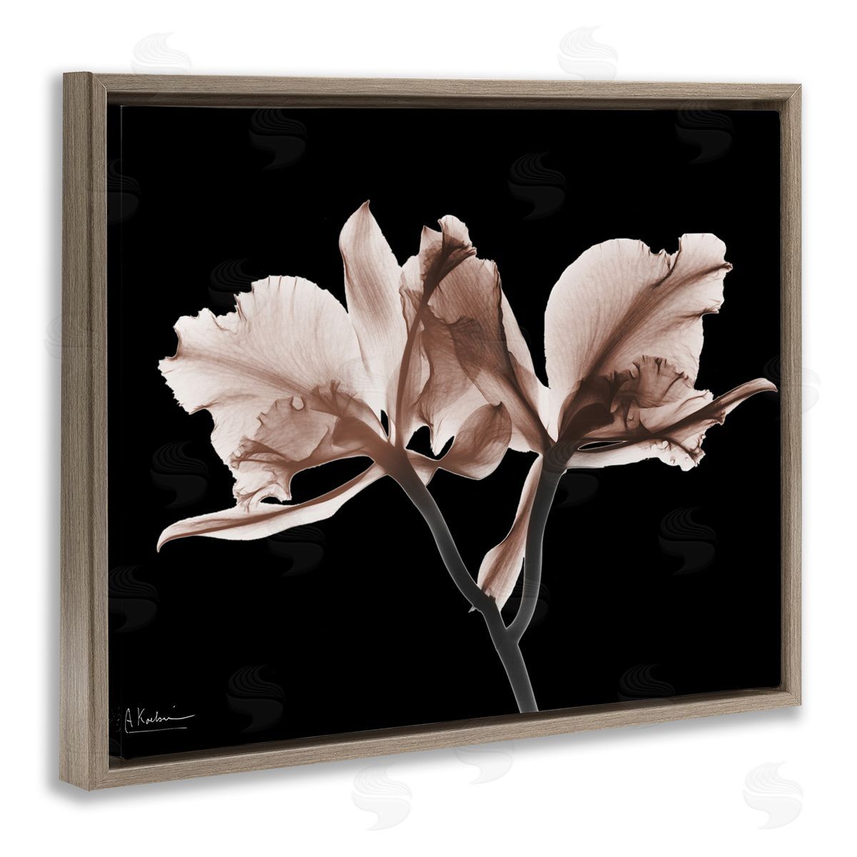 Albert Koetsier | Mocha Orchids on Black