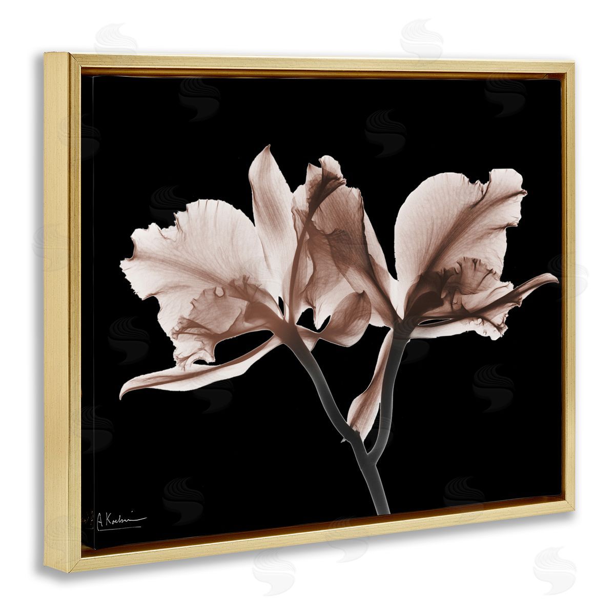 Albert Koetsier | Mocha Orchids on Black