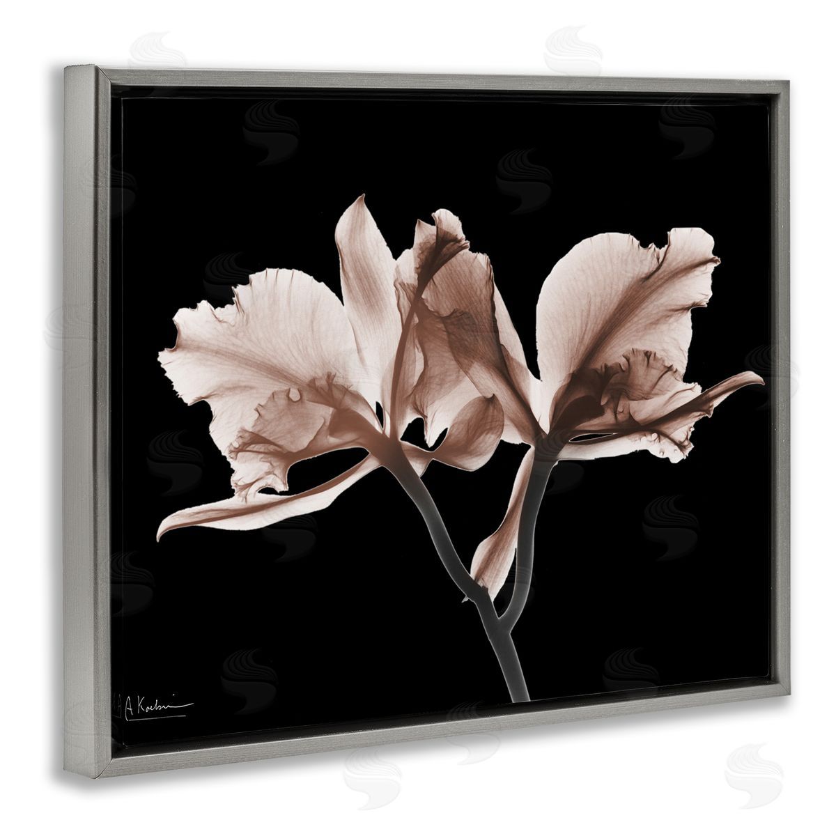 Albert Koetsier | Mocha Orchids on Black