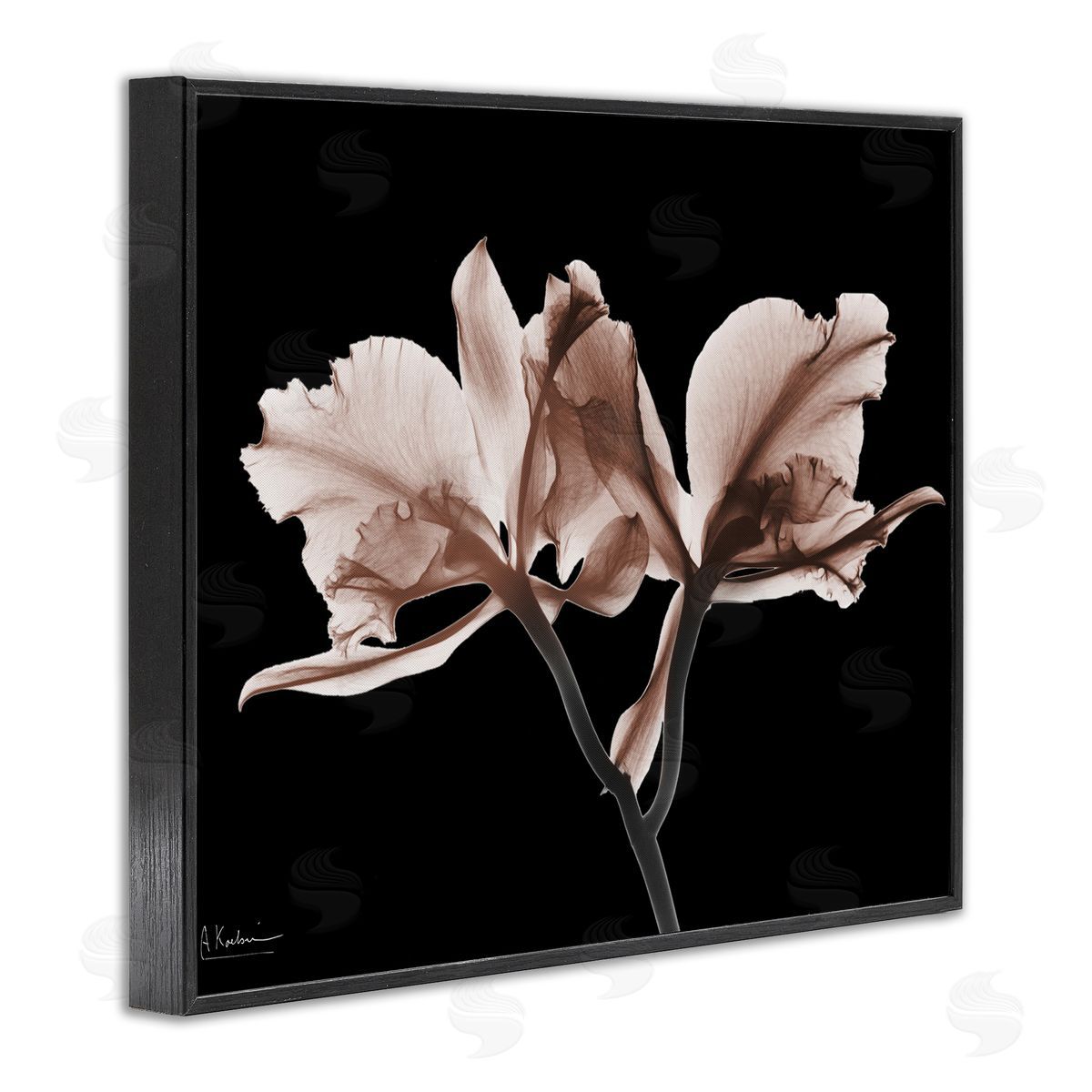 Albert Koetsier | Mocha Orchids on Black
