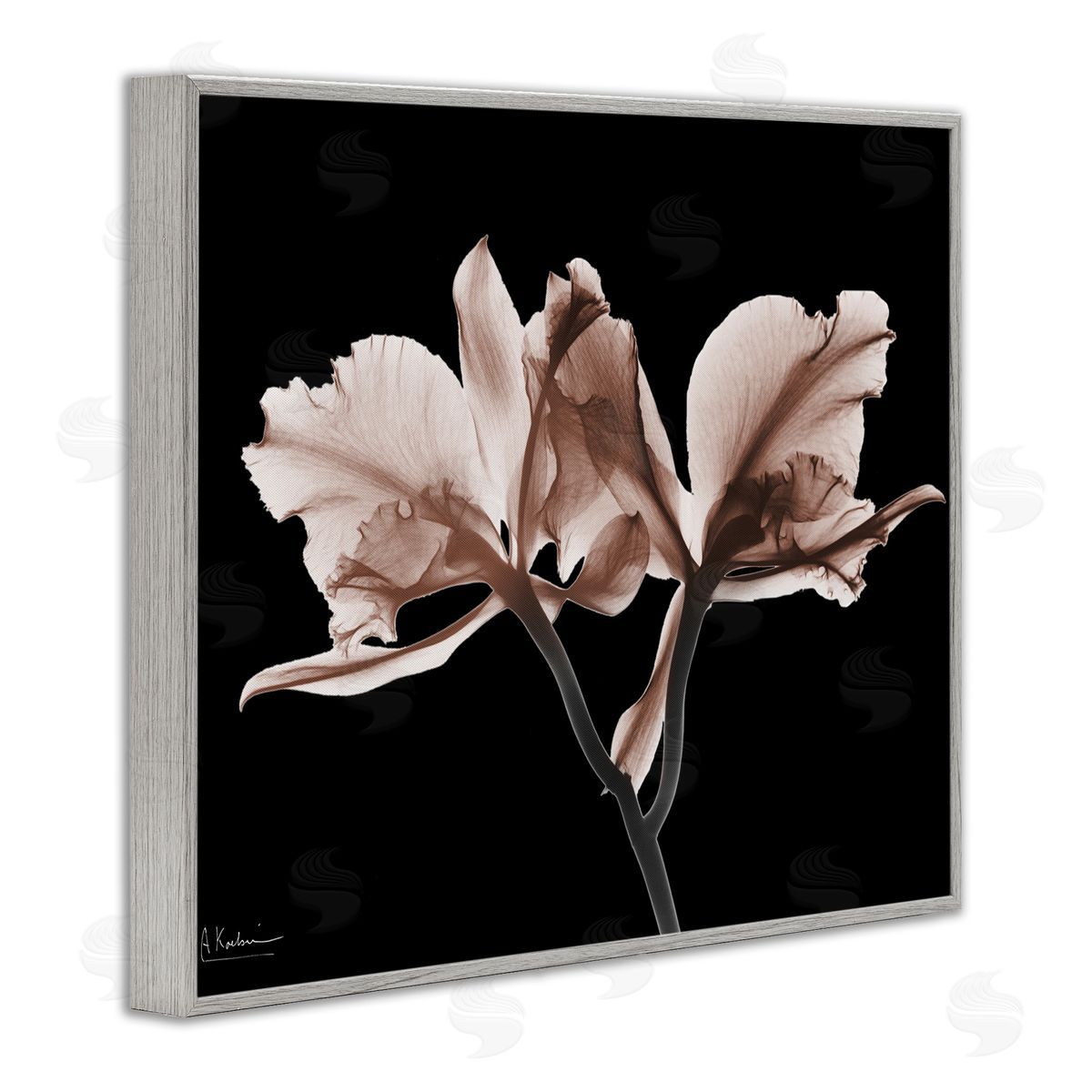Albert Koetsier | Mocha Orchids on Black