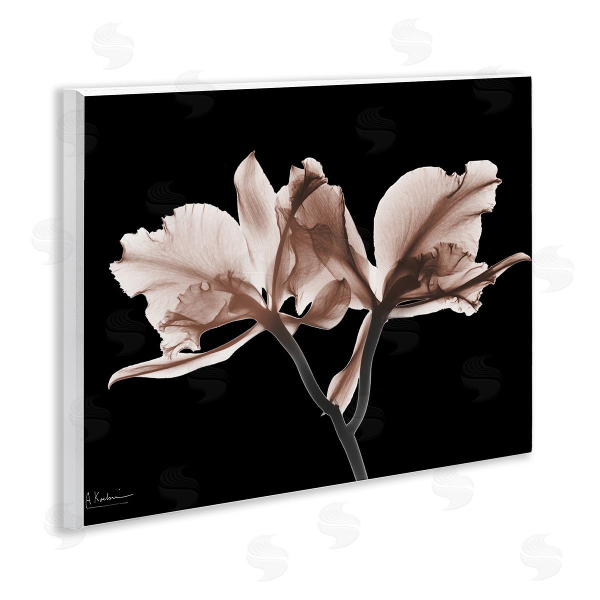 Albert Koetsier | Mocha Orchids on Black