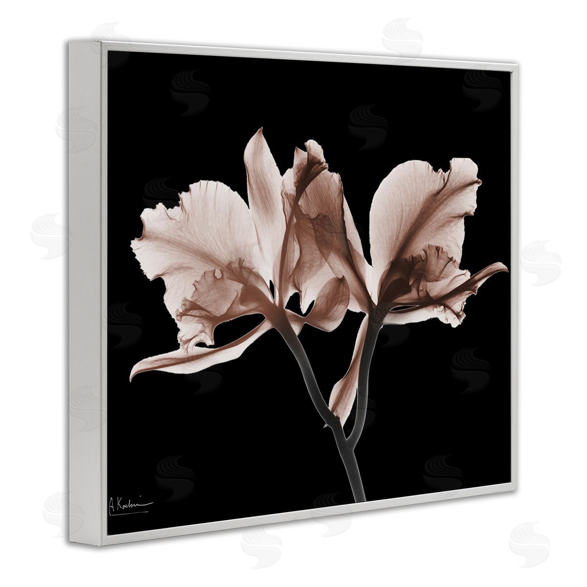 Albert Koetsier | Mocha Orchids on Black