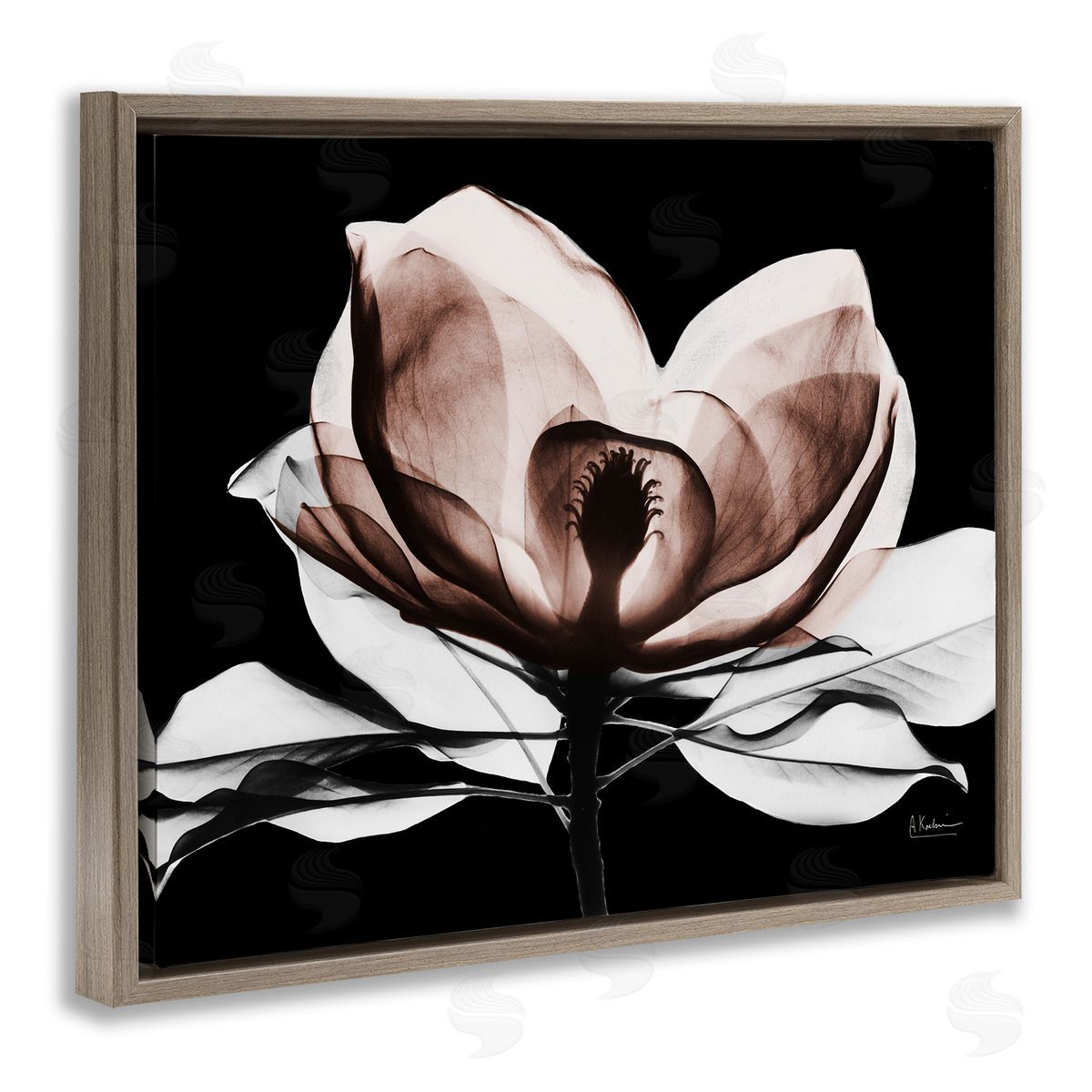 Albert Koetsier | Modern Mocha Magnolia
