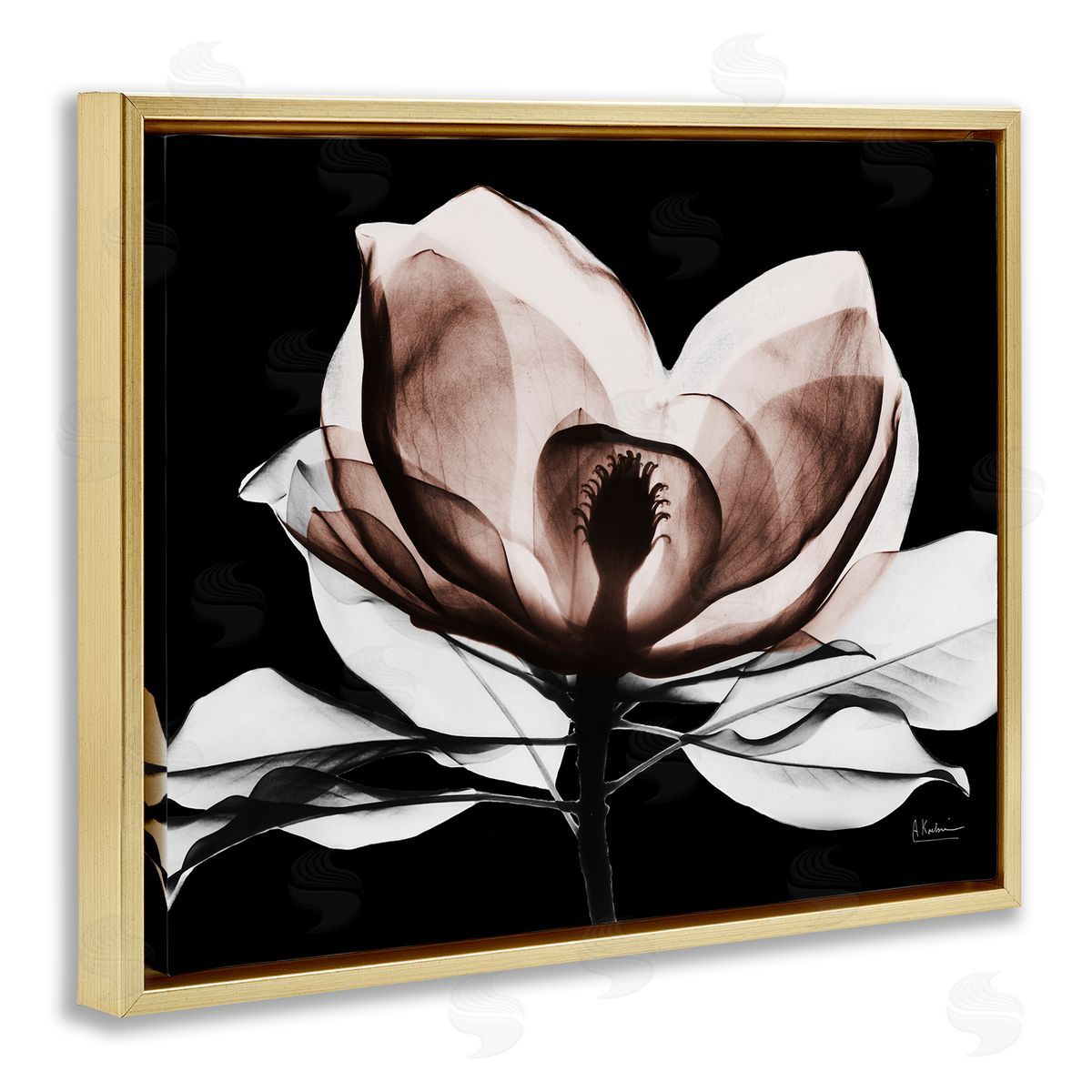 Albert Koetsier | Modern Mocha Magnolia