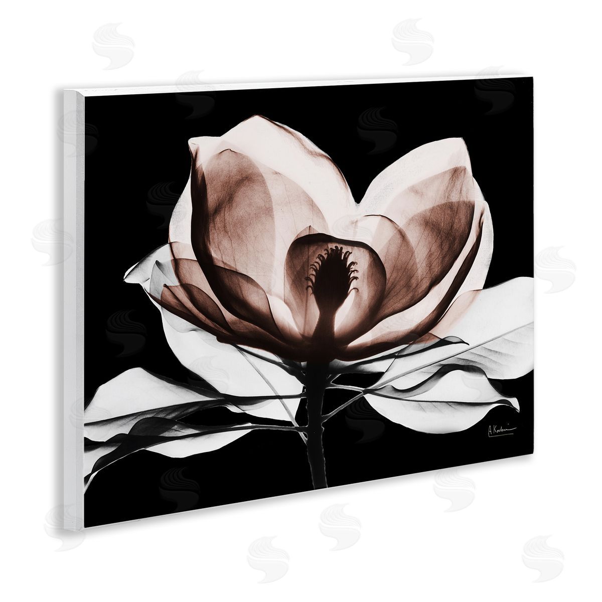 Albert Koetsier | Modern Mocha Magnolia