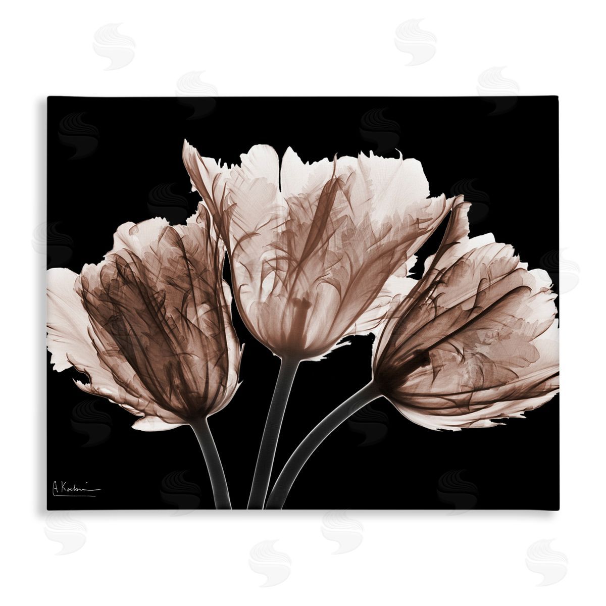 Albert Koetsier | Crisp Tulips on Black
