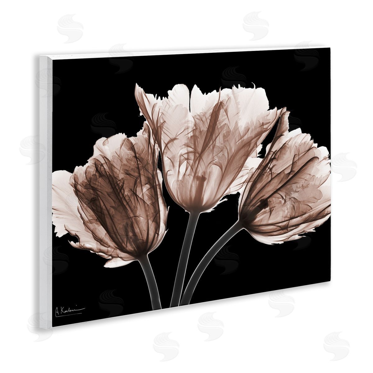 Albert Koetsier | Crisp Tulips on Black