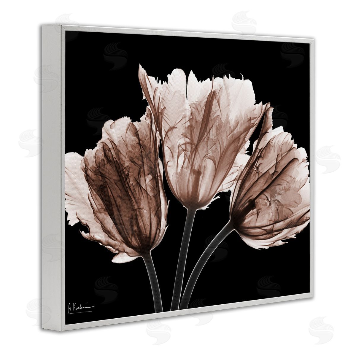 Albert Koetsier | Crisp Tulips on Black