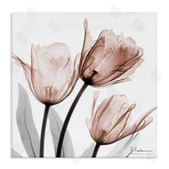 Albert Koetsier | Simple Transparent Tulips