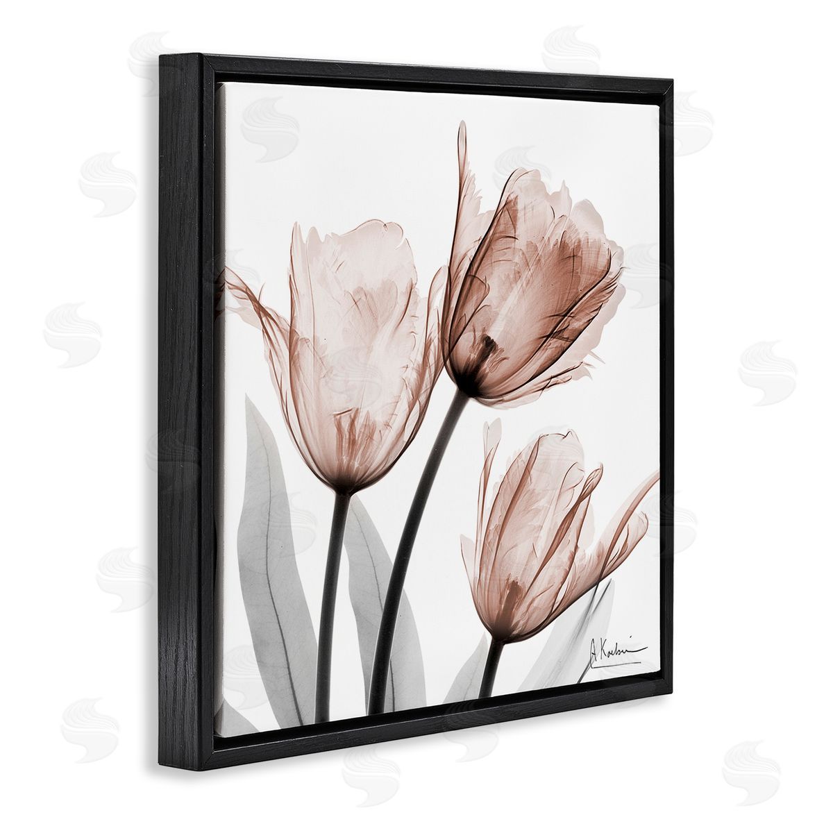 Albert Koetsier | Simple Transparent Tulips
