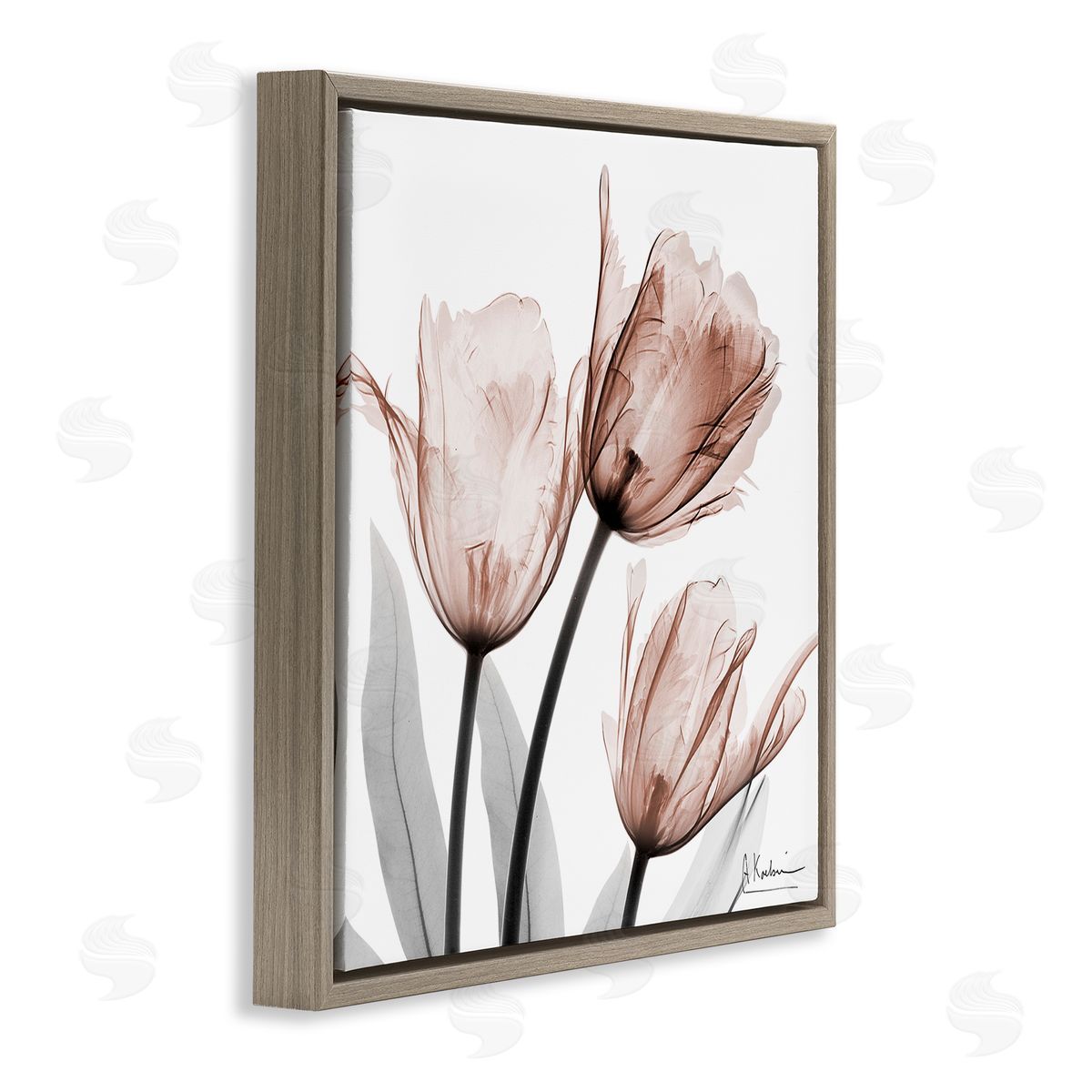 Albert Koetsier | Simple Transparent Tulips