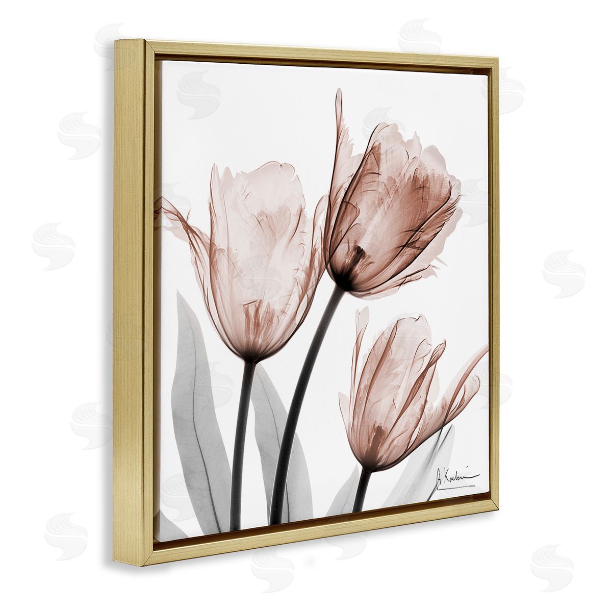 Albert Koetsier | Simple Transparent Tulips