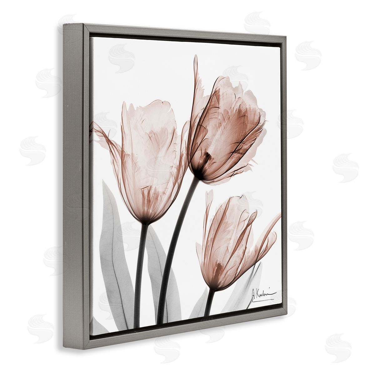 Albert Koetsier | Simple Transparent Tulips