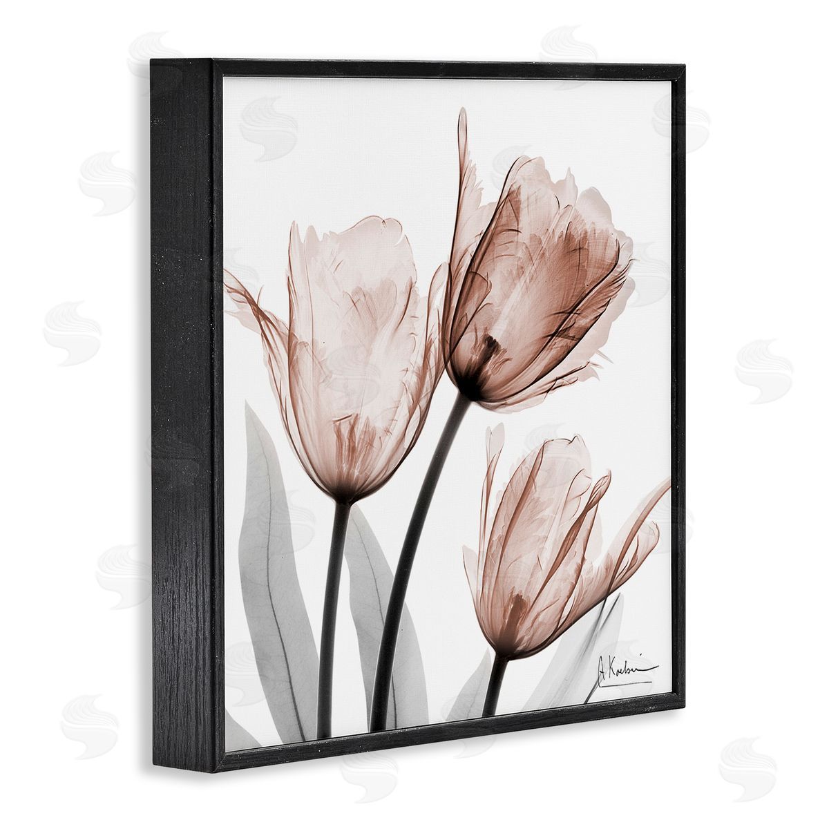 Albert Koetsier | Simple Transparent Tulips