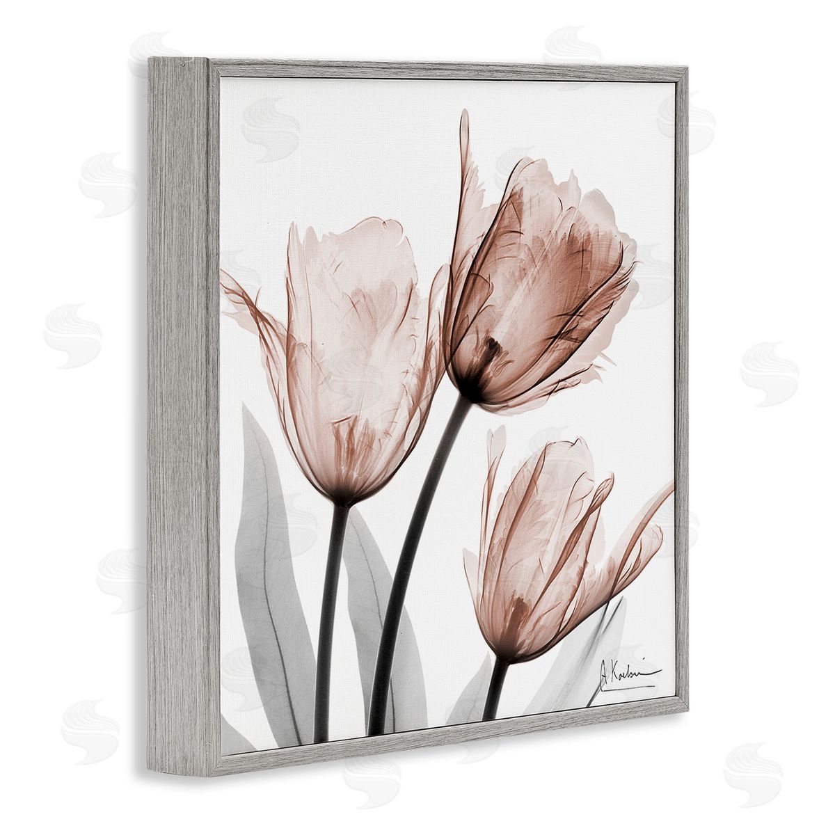 Albert Koetsier | Simple Transparent Tulips