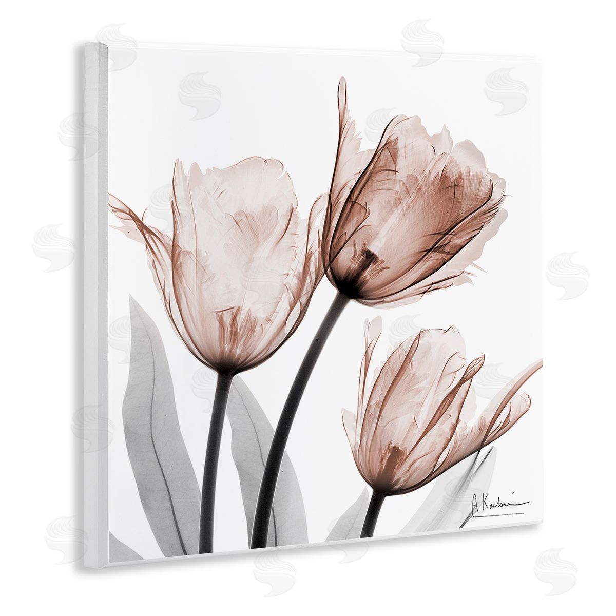 Albert Koetsier | Simple Transparent Tulips
