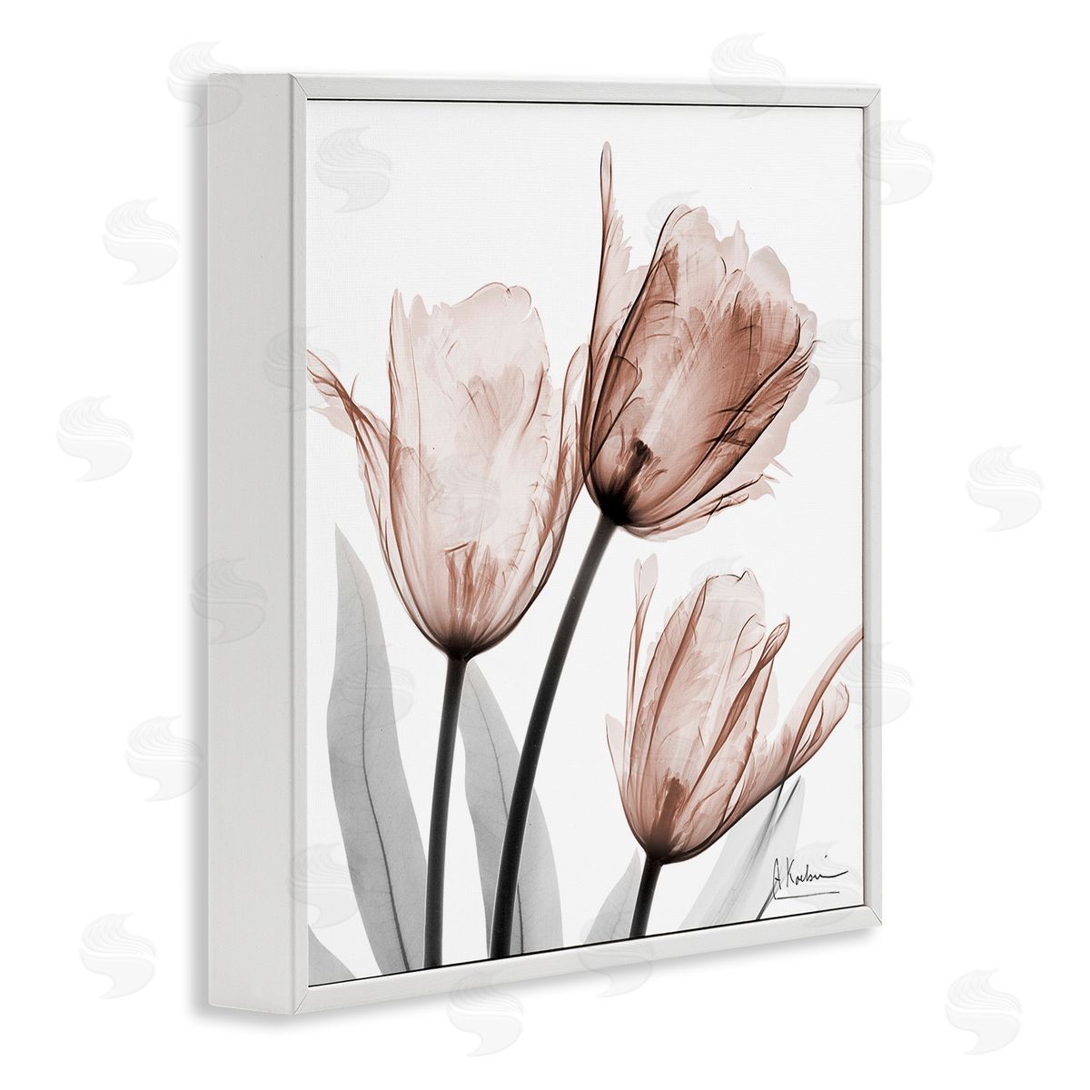 Albert Koetsier | Simple Transparent Tulips
