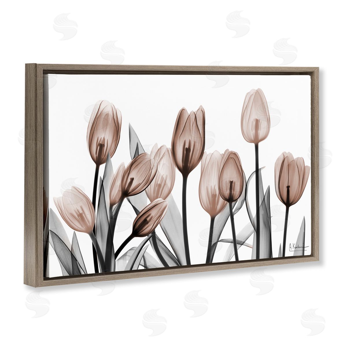 Albert Koetsier | Dramatic Mocha Tulips