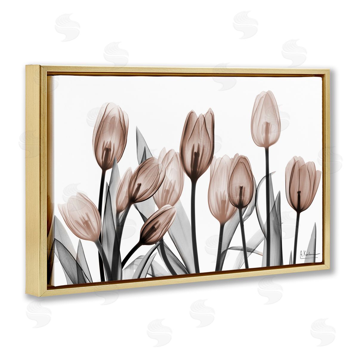 Albert Koetsier | Dramatic Mocha Tulips
