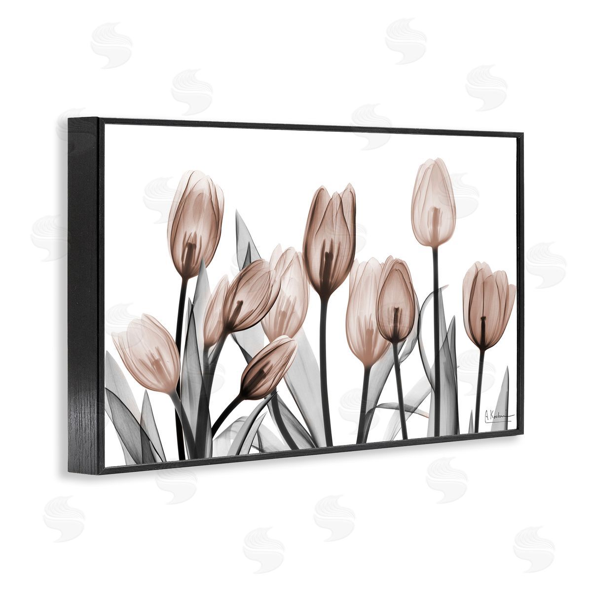 Albert Koetsier | Dramatic Mocha Tulips