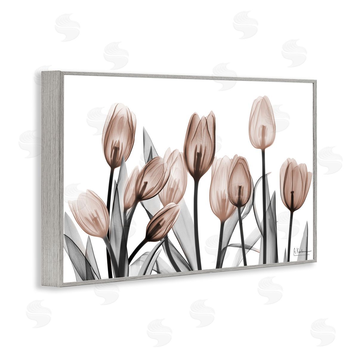 Albert Koetsier | Dramatic Mocha Tulips