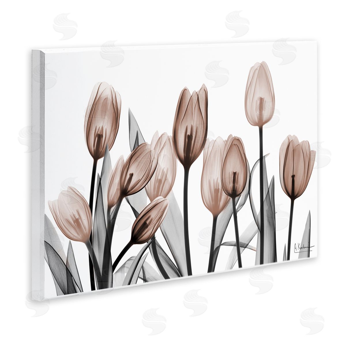 Albert Koetsier | Dramatic Mocha Tulips