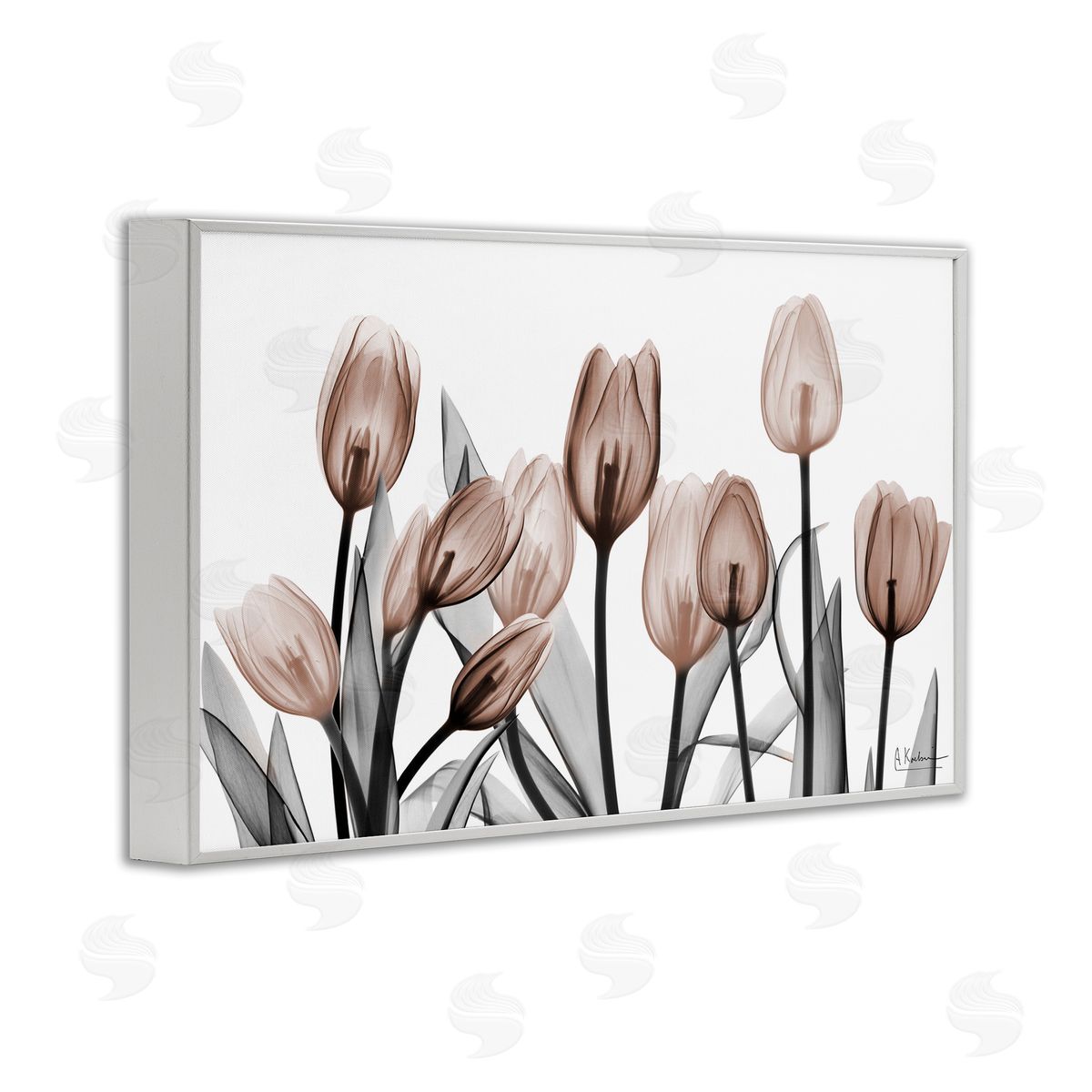 Albert Koetsier | Dramatic Mocha Tulips