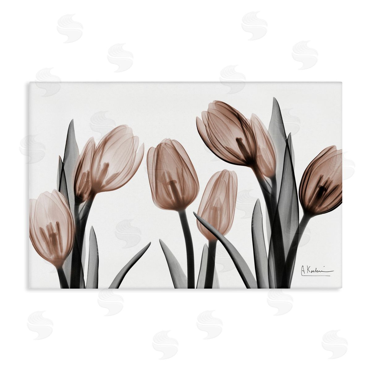 Albert Koetsier | Mocha & Discovery Tulips