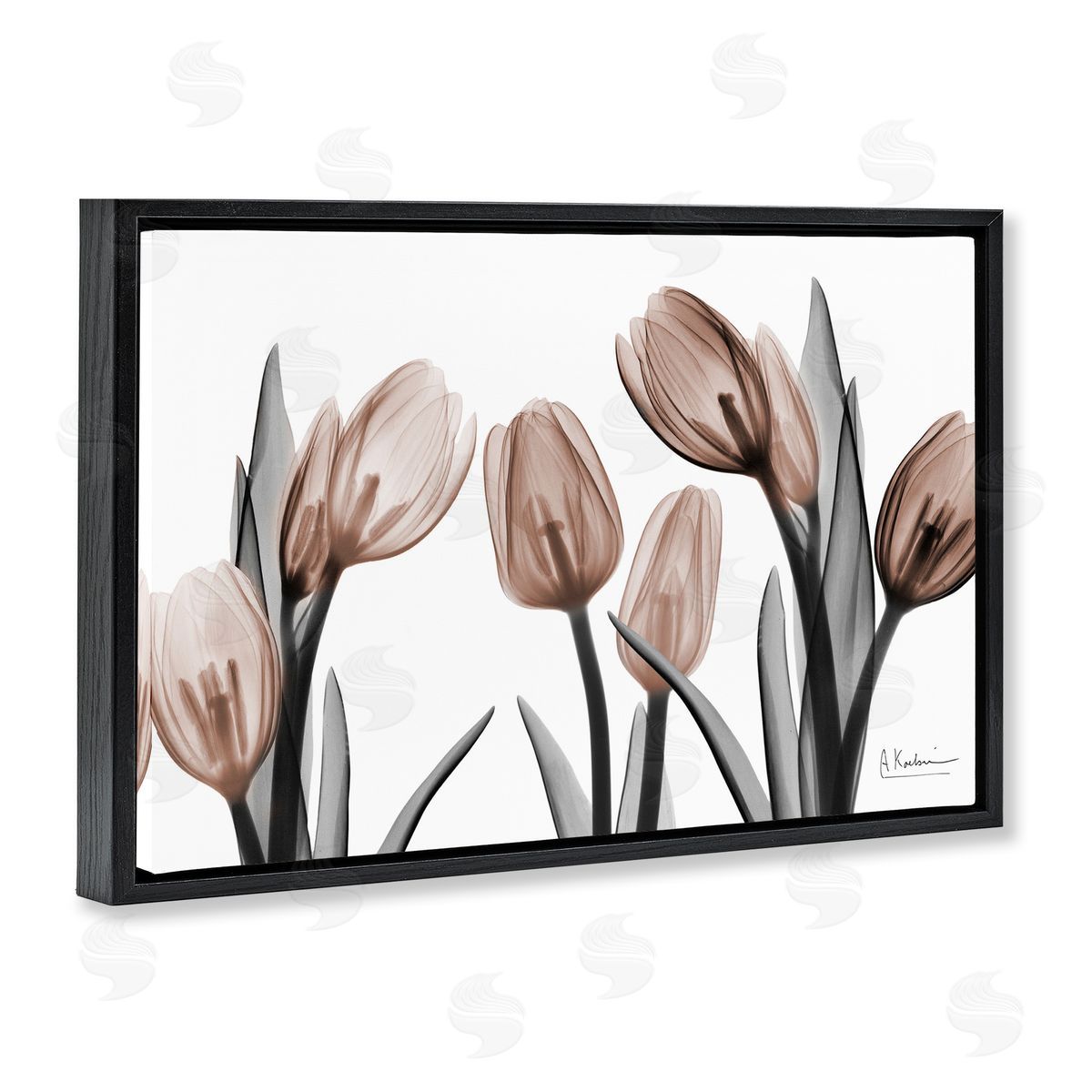 Albert Koetsier | Mocha & Discovery Tulips
