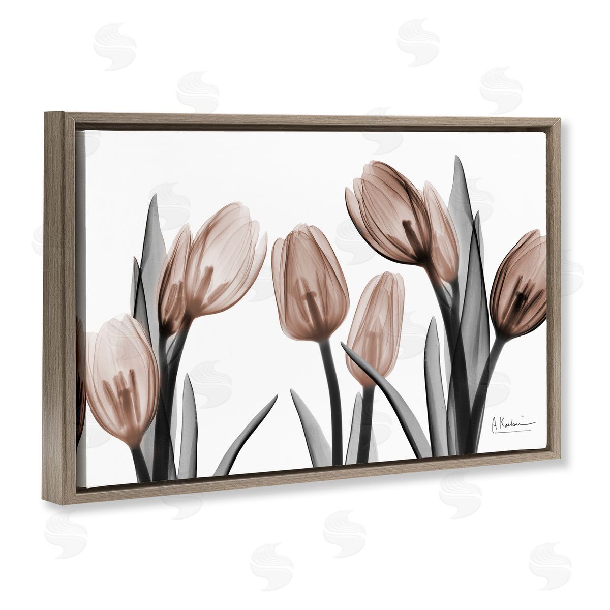Albert Koetsier | Mocha & Discovery Tulips