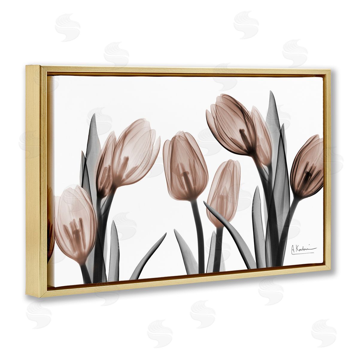 Albert Koetsier | Mocha & Discovery Tulips